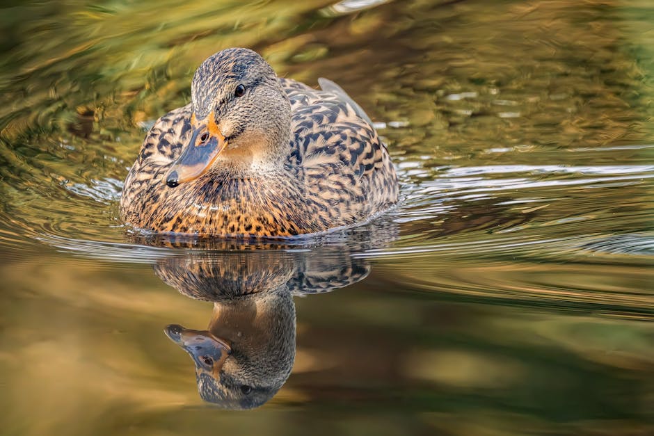 Close-up image of a female mallard duck floating calmly on a pond with rippling water. The duck's plumage is mottled brown with darker streaks, and her orange bill is slightly upturned. Her head is tu